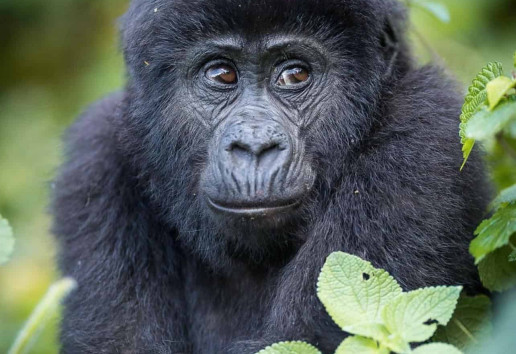 3-Day Chimpanzee Safari in Gombe National Park