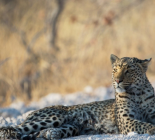 10-Day Safari Tour and Top Attractions Visit in Namibia