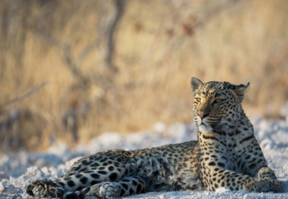 10-Day Safari Tour and Top Attractions Visit in Namibia