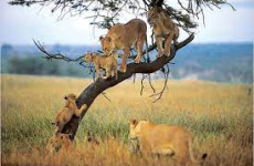 7 Days Romantic Honeymoon Safari and Zanzibar