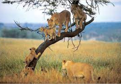 7 Days Romantic Honeymoon Safari and Zanzibar