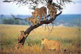 7 Days Romantic Honeymoon Safari and Zanzibar