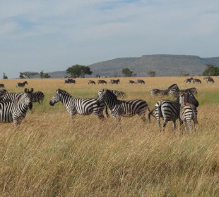 5-Day Tanzania Predators Safari