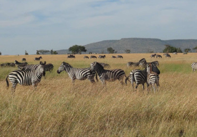 5-Day Tanzania Predators Safari