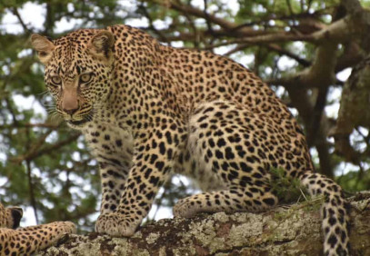 3 Days Safari to Lake Manyara, Tarangire & Ngorongoro