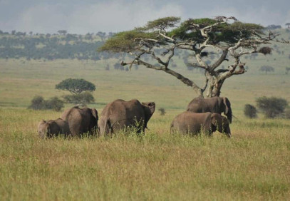 4 Days Tanzania Private Safari