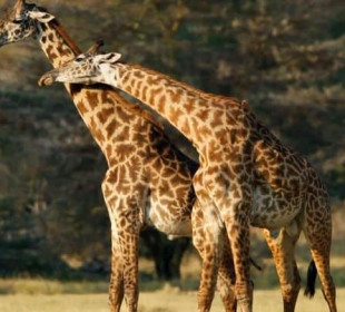 14-Day Hakuna Matata Tanzania Safari