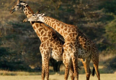 14-Day Hakuna Matata Tanzania Safari