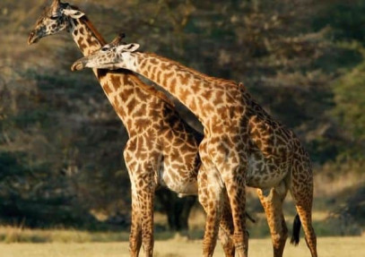 14-Day Hakuna Matata Tanzania Safari