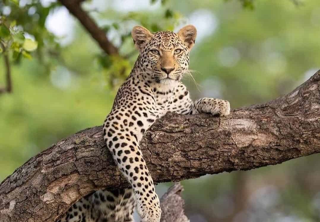 4-Day Enjoy Mikumi and Udzungwa Mountain Waterfalls