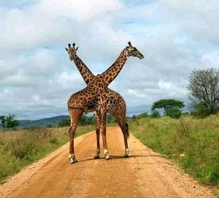 11-Day Incredible Safari & Beach Holiday