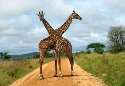 11-Day Incredible Safari & Beach Holiday