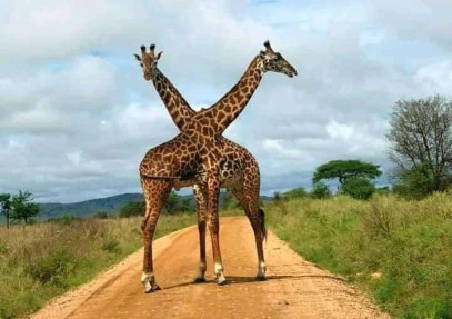 11-Day Incredible Safari & Beach Holiday