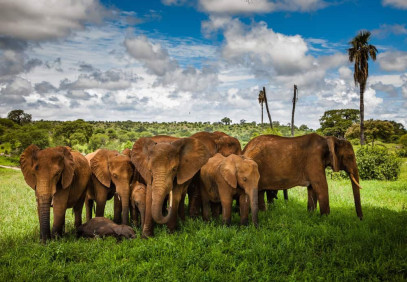 4-Day Luxury Safari to Manyara, Serengeti & Ngorongoro