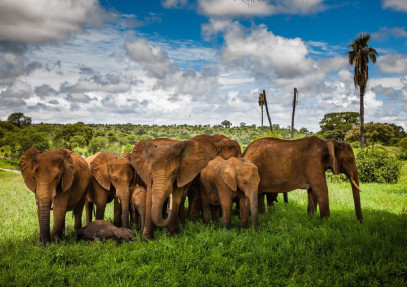 4-Day Luxury Safari to Manyara, Serengeti & Ngorongoro