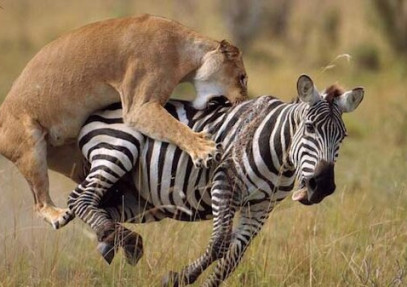 10-Day Nature of Ngorongoro, Serengeti & Zanzibar Safari