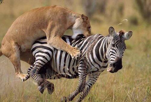 10-Day Nature of Ngorongoro, Serengeti & Zanzibar Safari