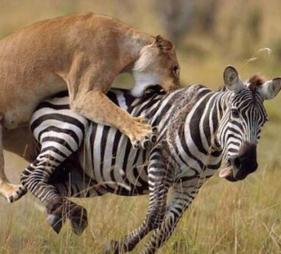 4-Day Mikumi to Nyerere (Selous) Safari