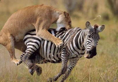 4-Day Mikumi to Nyerere (Selous) Safari