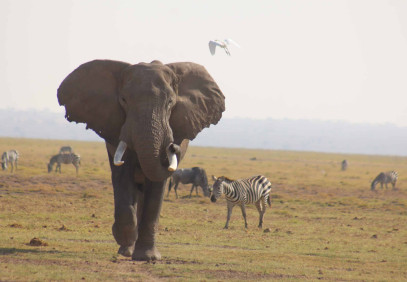 2-Day Amboseli Sleepover