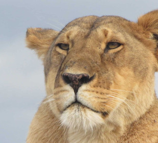 8 Days Budget Group Kenya Safari