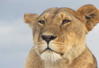 8 Days Budget Group Kenya Safari