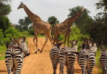 10-Day Wonder of Manyara, Serengeti, Ngorongoro & Zanzibar