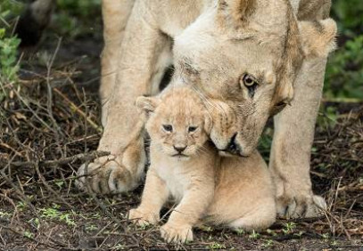 9-Day Flexible Migration Roundtrip Safari