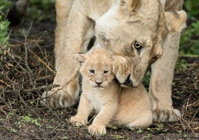 9-Day Flexible Migration Roundtrip Safari