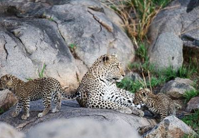 10-Day Amazing Wildlife and Zanzibar Beach Safari