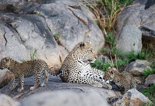 10-Day Amazing Wildlife and Zanzibar Beach Safari
