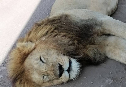 14 Days Tanzania Tour from Serengeti to the Roof of Africa
