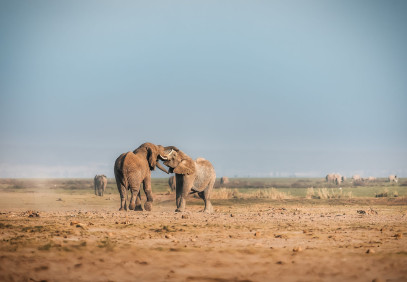 5-Day Kenyan Amboseli, Lake Nakuru & Maasai Mara Safari