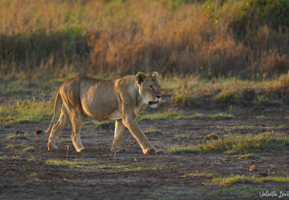 7-Day Hidden Gems: Samburu, Ol Pejeta, Naivasha & Mara