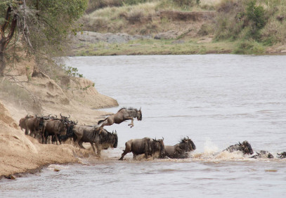 3-Day Great Migration Trail: Shared Safari in Maasai Mara