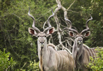 3-Day Experience the Magic of Ruaha National Park