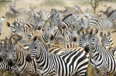 7-Day Wonders of Tanzania Safari Under Canvas