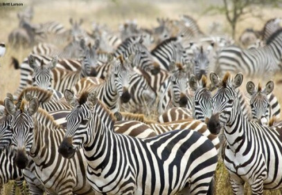 7-Day Wonders of Tanzania Safari Under Canvas