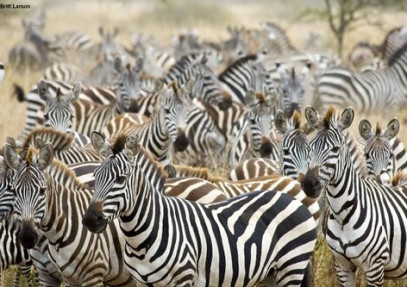 7-Day Wonders of Tanzania Safari Under Canvas