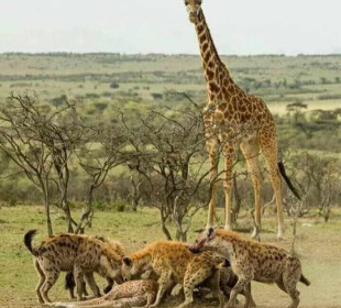 8-Day Serengeti Wildebeest Migration Camping Safari