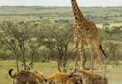 8-Day Serengeti Wildebeest Migration Camping Safari