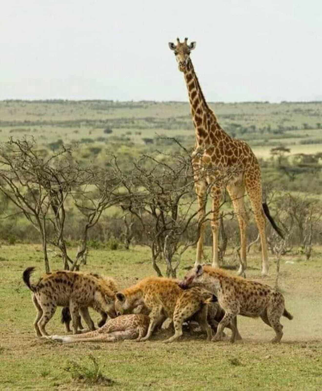 8-Day Serengeti Wildebeest Migration Camping Safari