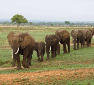 3-Day Private Serengeti Ngorongoro Fly-in Safari