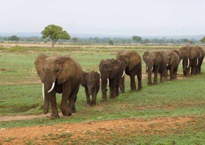 3-Day Private Serengeti Ngorongoro Fly-in Safari