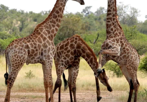 315220362 5579861622132739 1191051265721574253 N