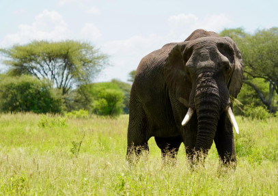 5 Days Serengeti with Big Five Wilderness Safari