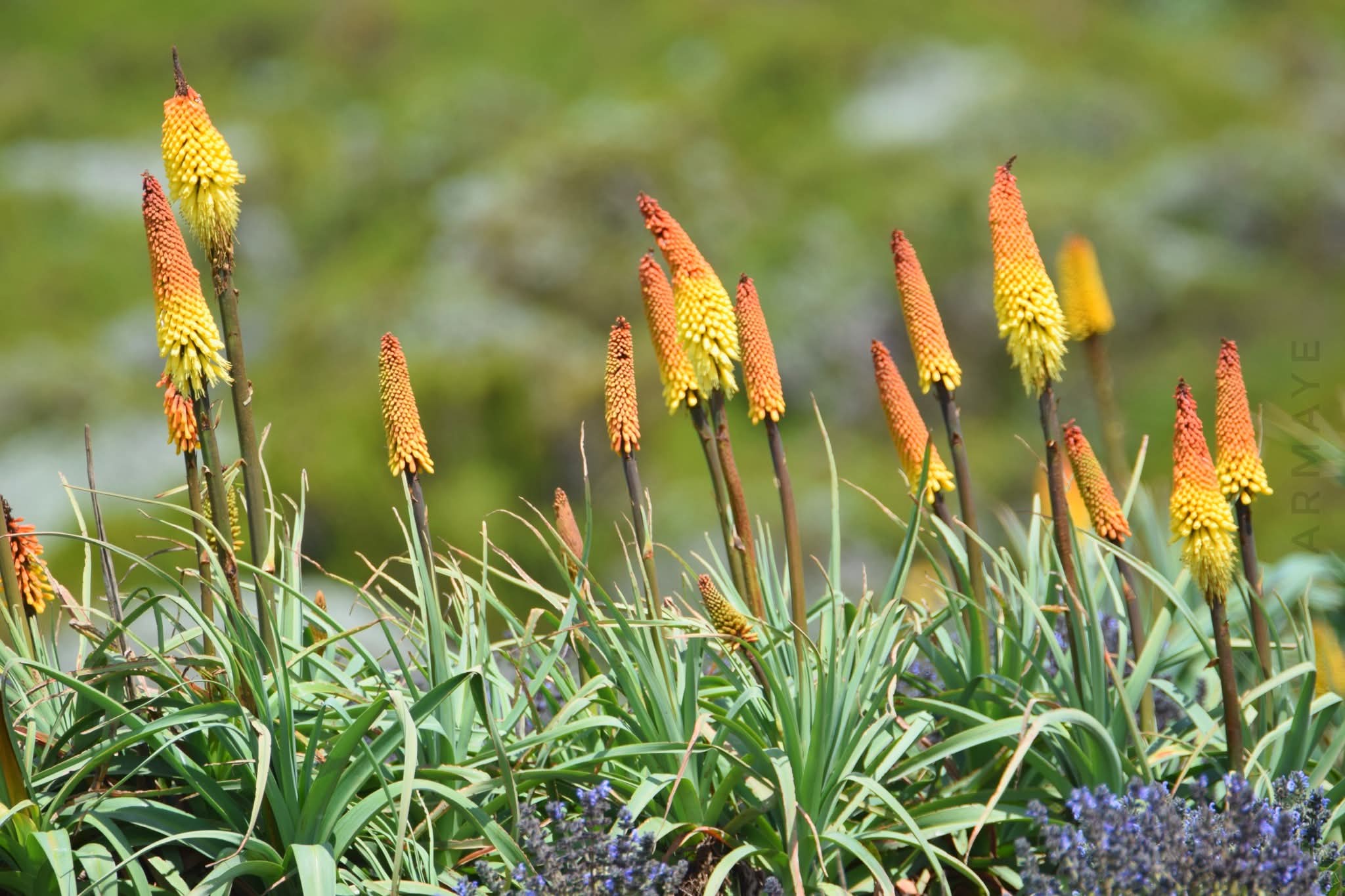 Fb Img 1750054325849