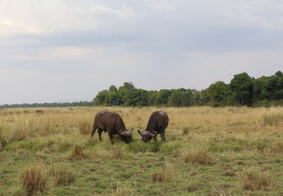 3-Day Savanna Experience