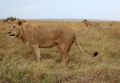 8-Day Safari to Maasai Mara, Amboseli, Naivasha & Nakuru
