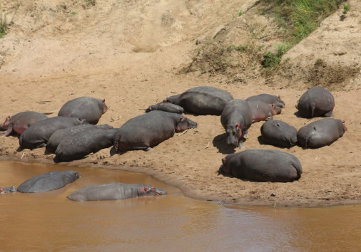 Hippos resting by the Mara River